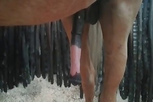 horse with condom fuck girl porn videos