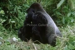 Sexy apes have amazing sex in the deep jungles