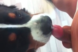A big fat boner gets totally licked and worshipped by a dog
