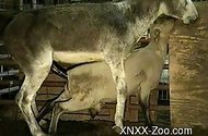 XNXX Zoo