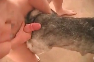 animal sex luv movies