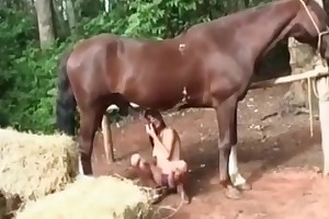 videos of animal sex porn movies