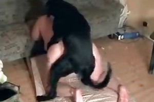animal sex licking dogs videos