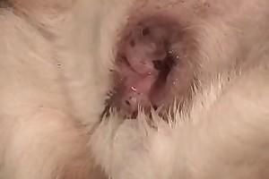 dogs and women beastiality porn videos