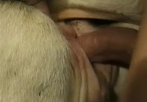Animal from the farm got banged in doggy style