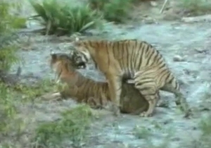 Sweet tiger pound her little wet cunt