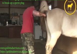 Guy puts his fist in a mare's pussy just for fun