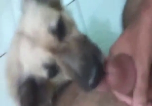 POV dog sex scene with a very pretty animal