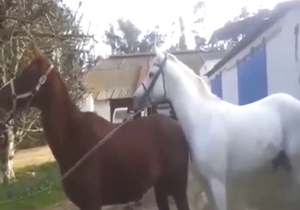 White stallion fucking a sexy brown mare