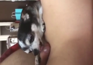 Moaning guy will love the way this beast licks