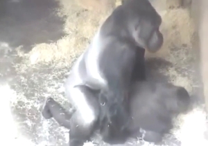 Gorilla fucking with beasts that get right off