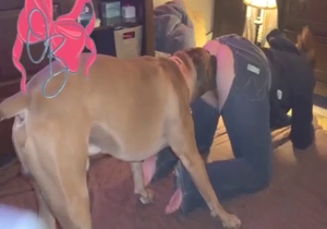 Bitch with wet cunt is going to get fucked by dog