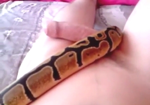 Snake wraps itself around his gross penis