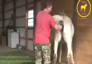 Horny guy is going to fuck a mare's wet vag