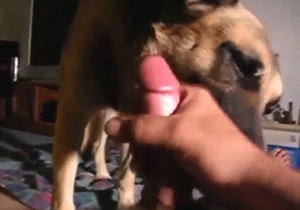 Dog enjoying zoo sex in a POV blowjob scene