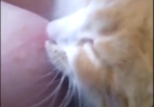 Kitty sucks on her titty in a taboo zoophile porno