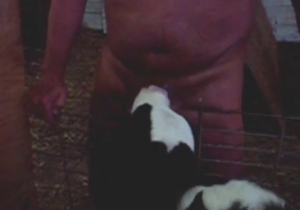 Calf blowjob scene with a chubby dude enjoying it
