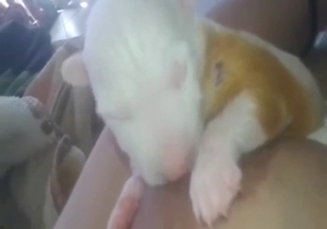 Puppy wants to enjoy breastfeeding and more