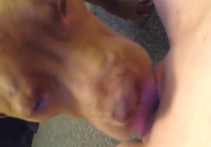 Brown mutt is going to lick that pussy in POV vid