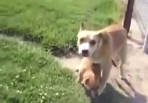 Big dog bangs a smaller dog in an outdoor vid