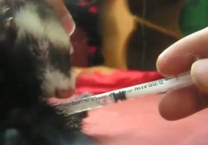 Ferret is going to enjoy cum from that dildo