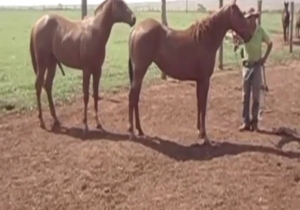 Stallion tease with a horny horse just seducing