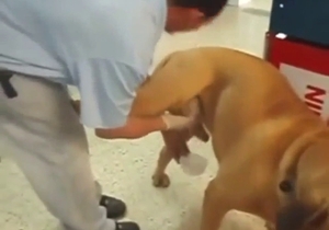 Brown dog gets jerked off by a nice-looking fella