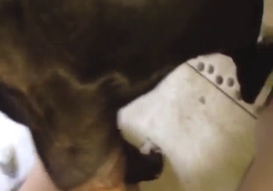 Trans seduction with a sexy and dark doggo