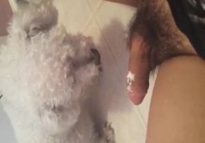 Dog is going to lick that penis in a close-up scene
