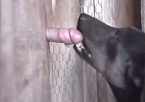 Dog is casually licking that gloryhole-like dong