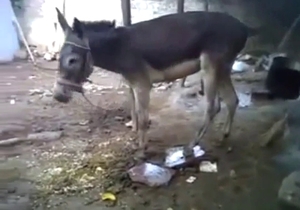 Donkey enjoys masturbation in a funny way