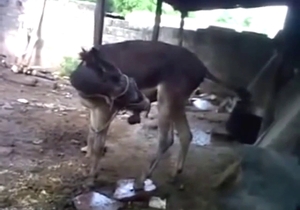 Donkey enjoys masturbation in a funny way